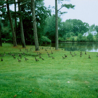 Canadian Geese at the Lagoon