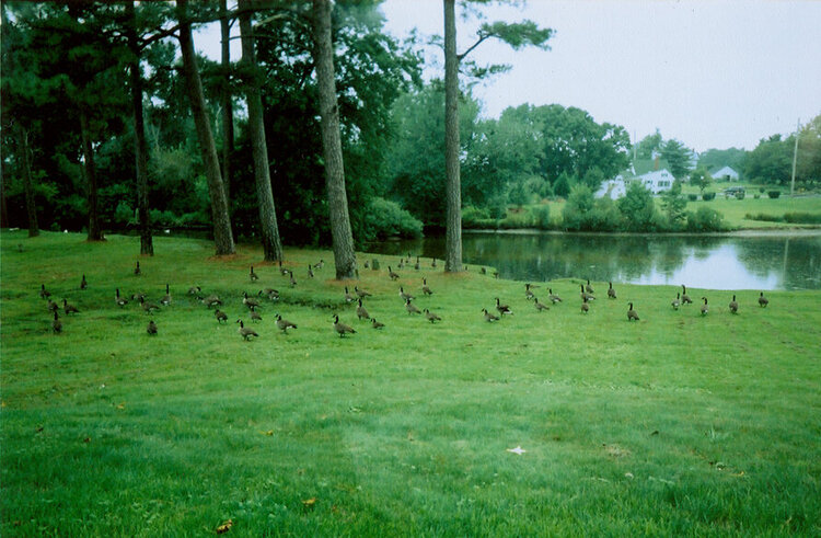 Canadian Geese at the Lagoon