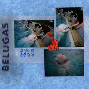 Belugas Left