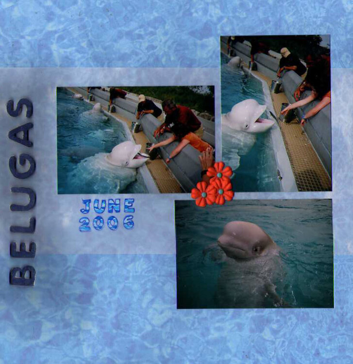 Belugas Left