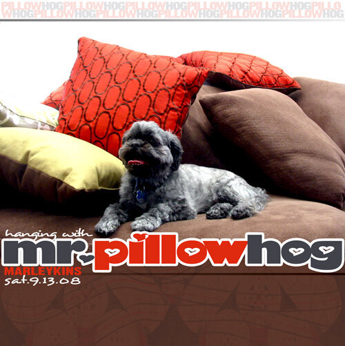 Mr. Pillow Hog