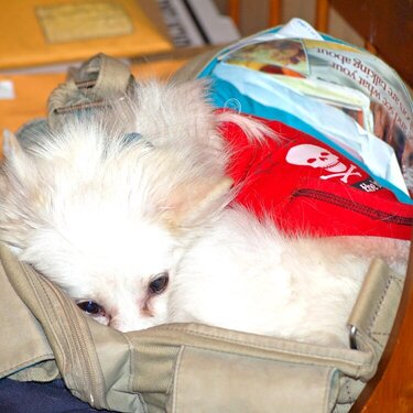 Indigo taking a nap in my purse.