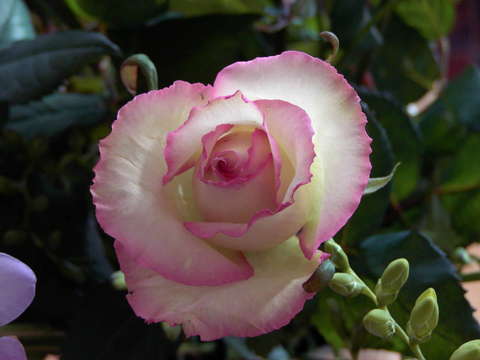 Raspberry Ripple Rose