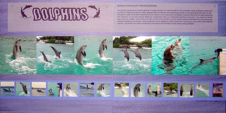 Dolphins