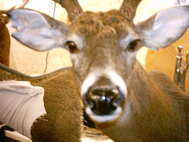 My first deer head