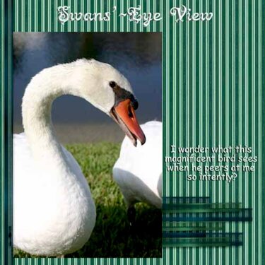 Swans-Eye View