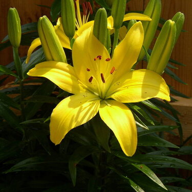 Day Lily