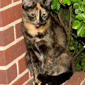 Callie - Once outdoor stray - now indoor!