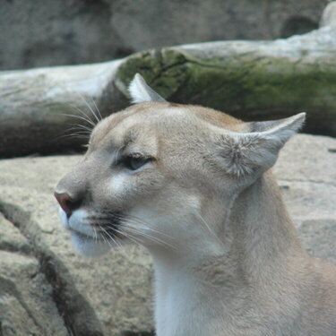 Pretty Puma