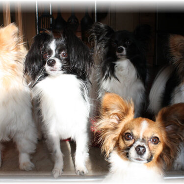 Updated photo of my 5 Little Papillons