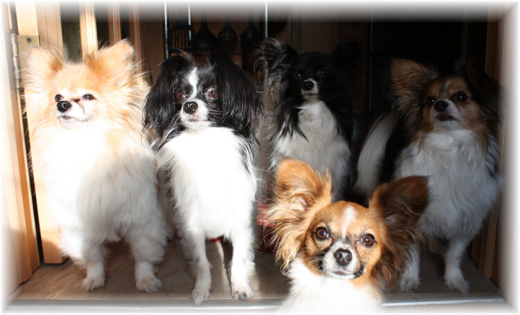 Updated photo of my 5 Little Papillons