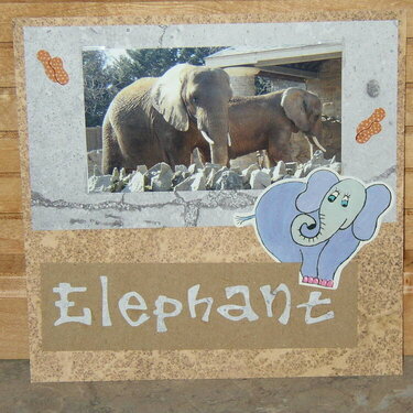 Zoo - Elephants