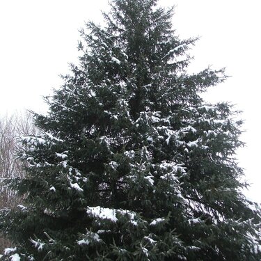 02.11 - Snowy Tree