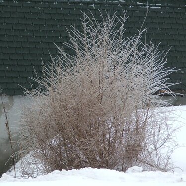 02.13 - Icy Bush