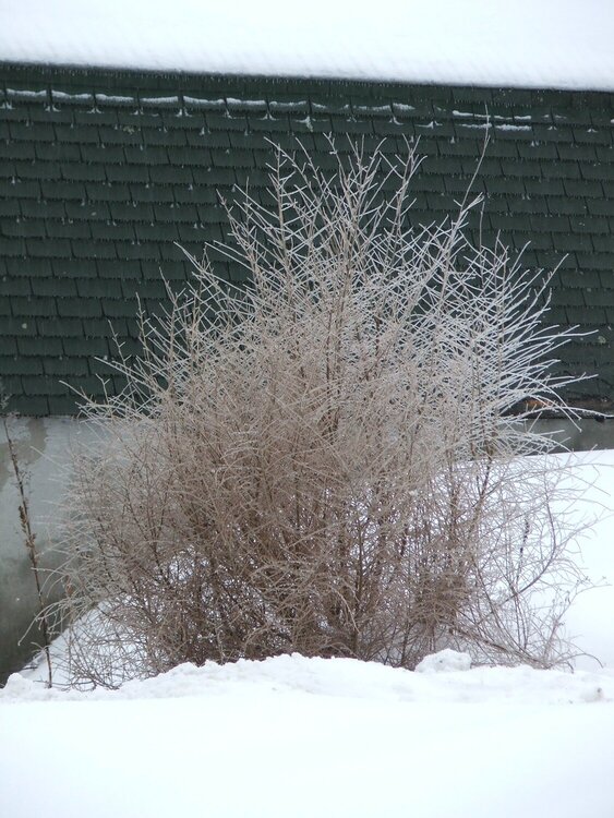 02.13 - Icy Bush