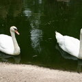 swans