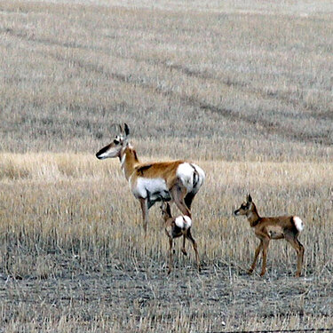 antelope in Montana