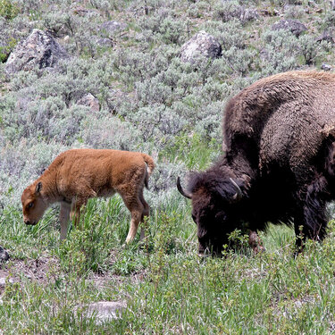 buffalo in Yellowstone