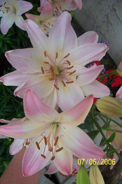 Lily with Multi Petals