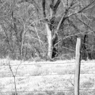 March 11th Photo-Fence post