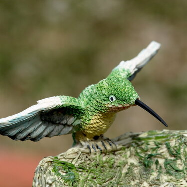 March 9th Photo-Mr. Hummingbird