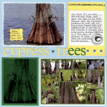 Cypress Trees