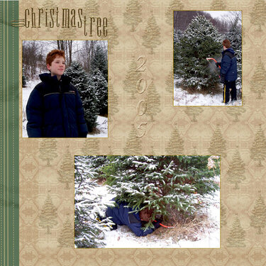Finding the perfect Christmas Tree