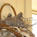 dove chicks