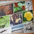 Left hand page, Jamie's Fraser Island Images