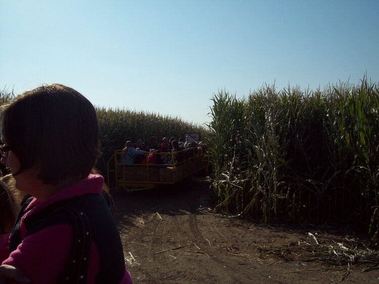 pumpkin patch