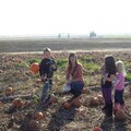 pumpkin patch