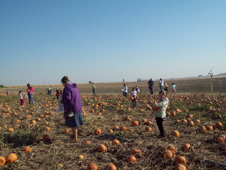 pumpkin patch