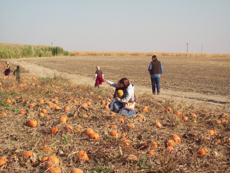 pumpkin patch