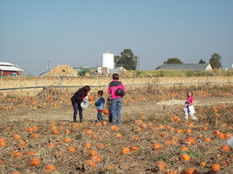 pumpkin patch