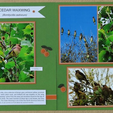 Cedar Waxwing