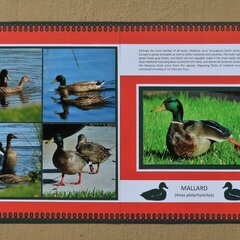 Mallard