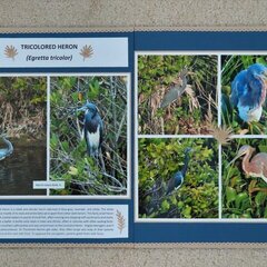 Tricolored Heron