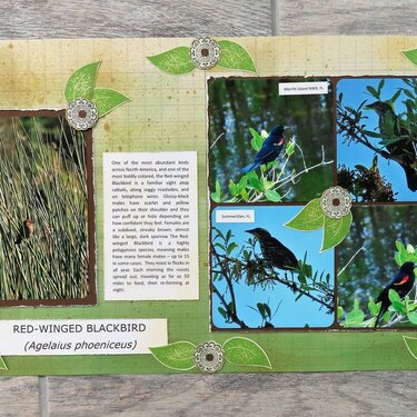 Bird Adventure - Red-winged Blackbird