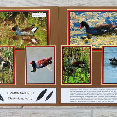 Bird Adventure - Common Gallinude