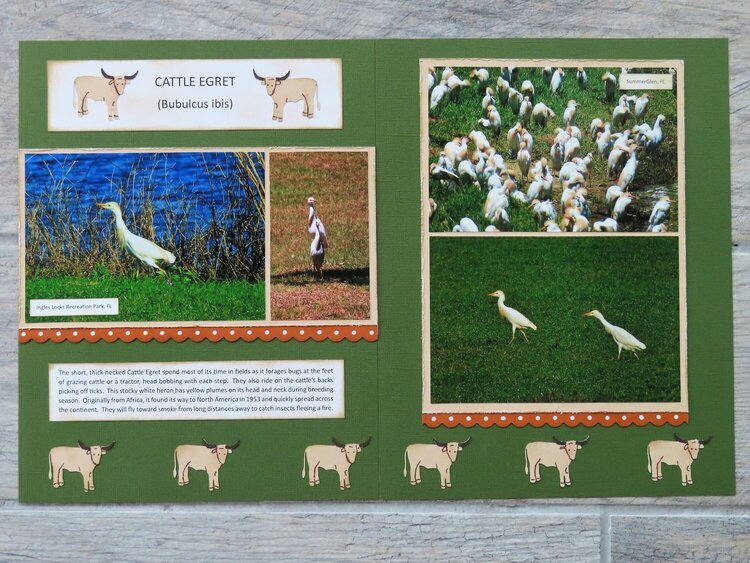 Bird Adventure - Cattle Egret