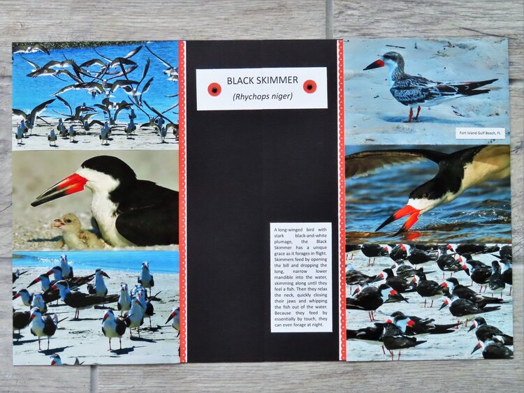Bird Adventure - Black Skimmer