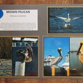 Bird Adventure - Brown Pelican