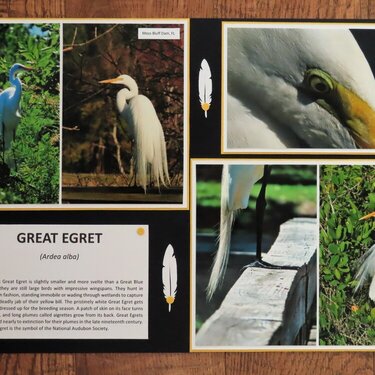 Bird Adventure - Great Egret