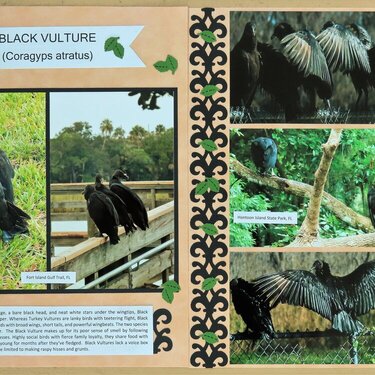 Black Vulture, FL