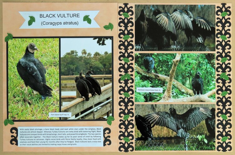 Black Vulture, FL