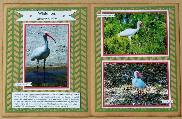 White Ibis (Bird Adventure Album)