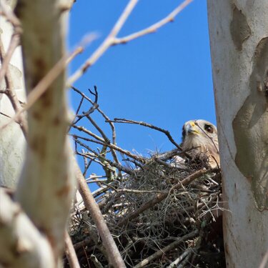 Hawk on the Nest