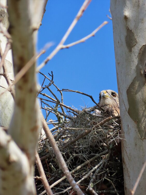 Hawk on the Nest