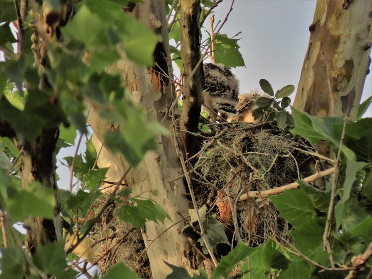 Red-Shouldered Hawk Chicks