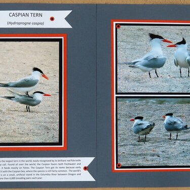 Caspian Tern